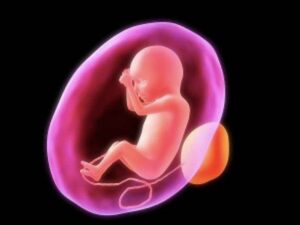 A Human Fetus